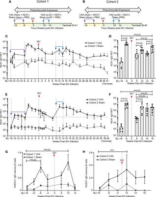 A therapeutic vaccine strategy to prevent Pneumocystis pneumonia in an immunocompromised host in a non-human primate model of HIV and Pneumocystis co-infection